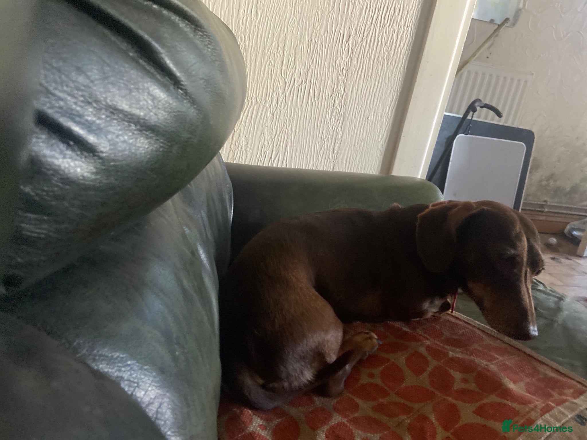 Dachshund dogs Ted 6 year old miniature dachshund for stud - Advert 6