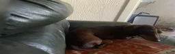 Dachshund dogs for stud: Ted 6 year old miniature dachshund for stud in Swansea - Advert 1