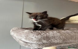 Maine Coon cats for sale: Maine coon kittens  - Image 2