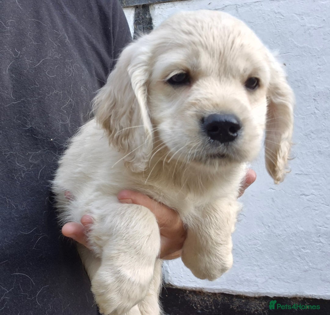 Golden Retriever dogs for sale: Dakota Sport Retriever Puppies Ready Now - Image 3