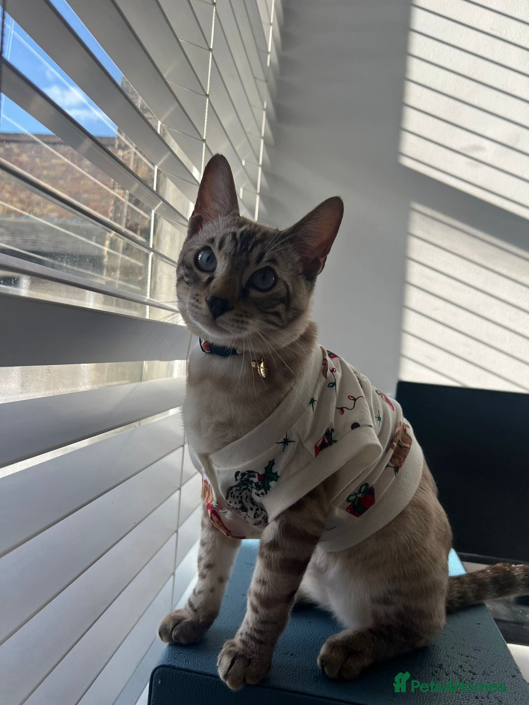 Bengal cats for sale: Beautiful Bengal for Sale – Leash Trained - Advert 4