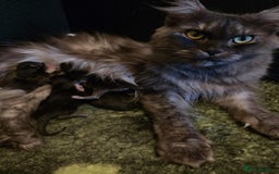 Maine Coon cats for sale: GCCF Maine Coon kittens  - Advert 12