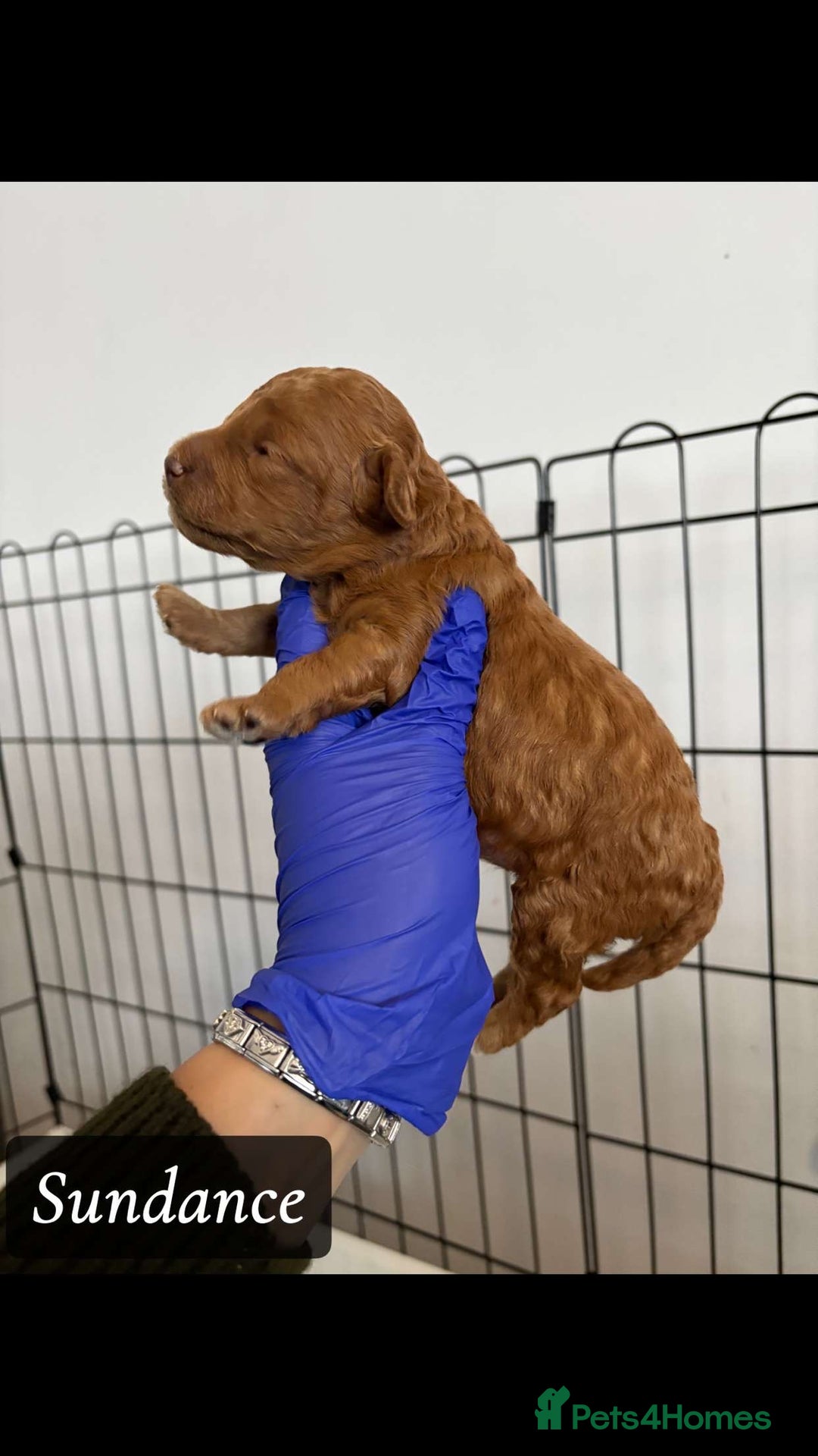 Cockapoo dogs for sale: toy cockapoo pups - Image 5