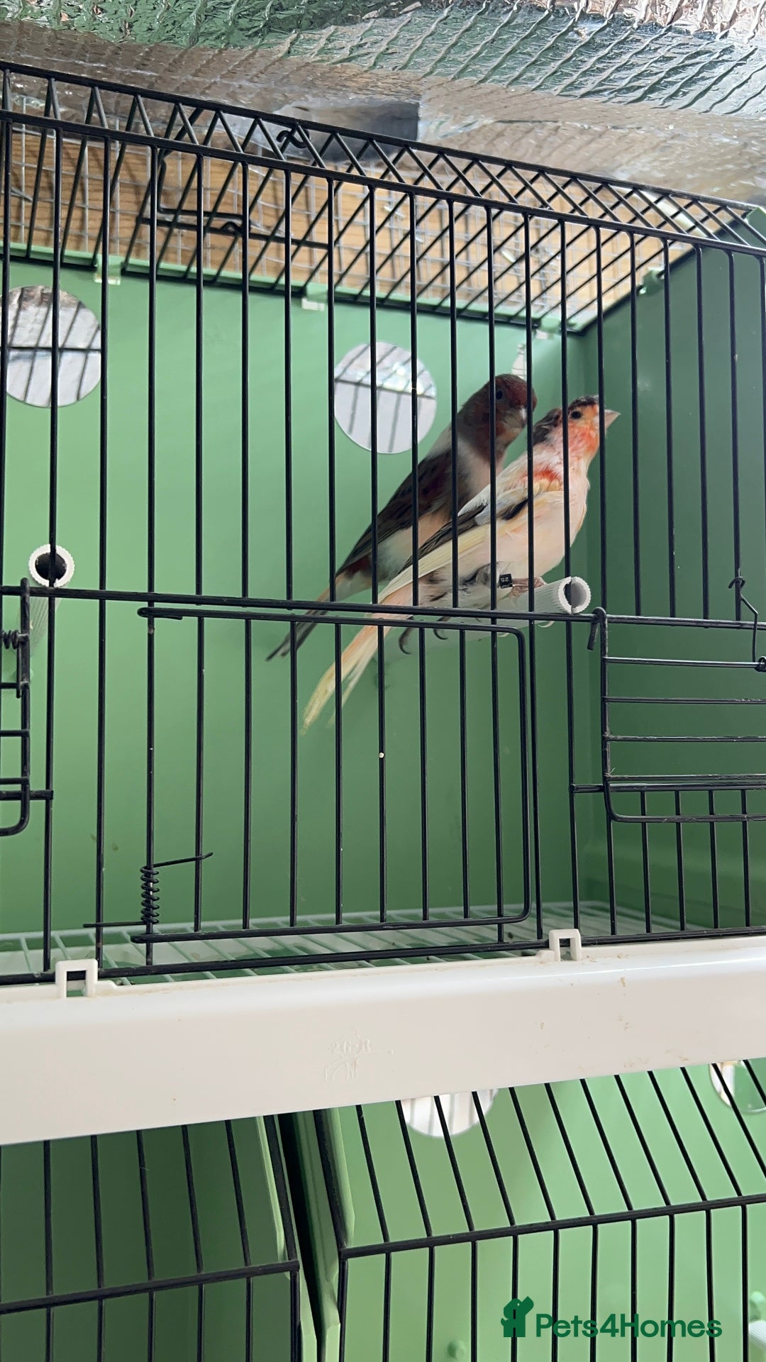 Canaries birds for sale: Canaries for sale  - Advert 6