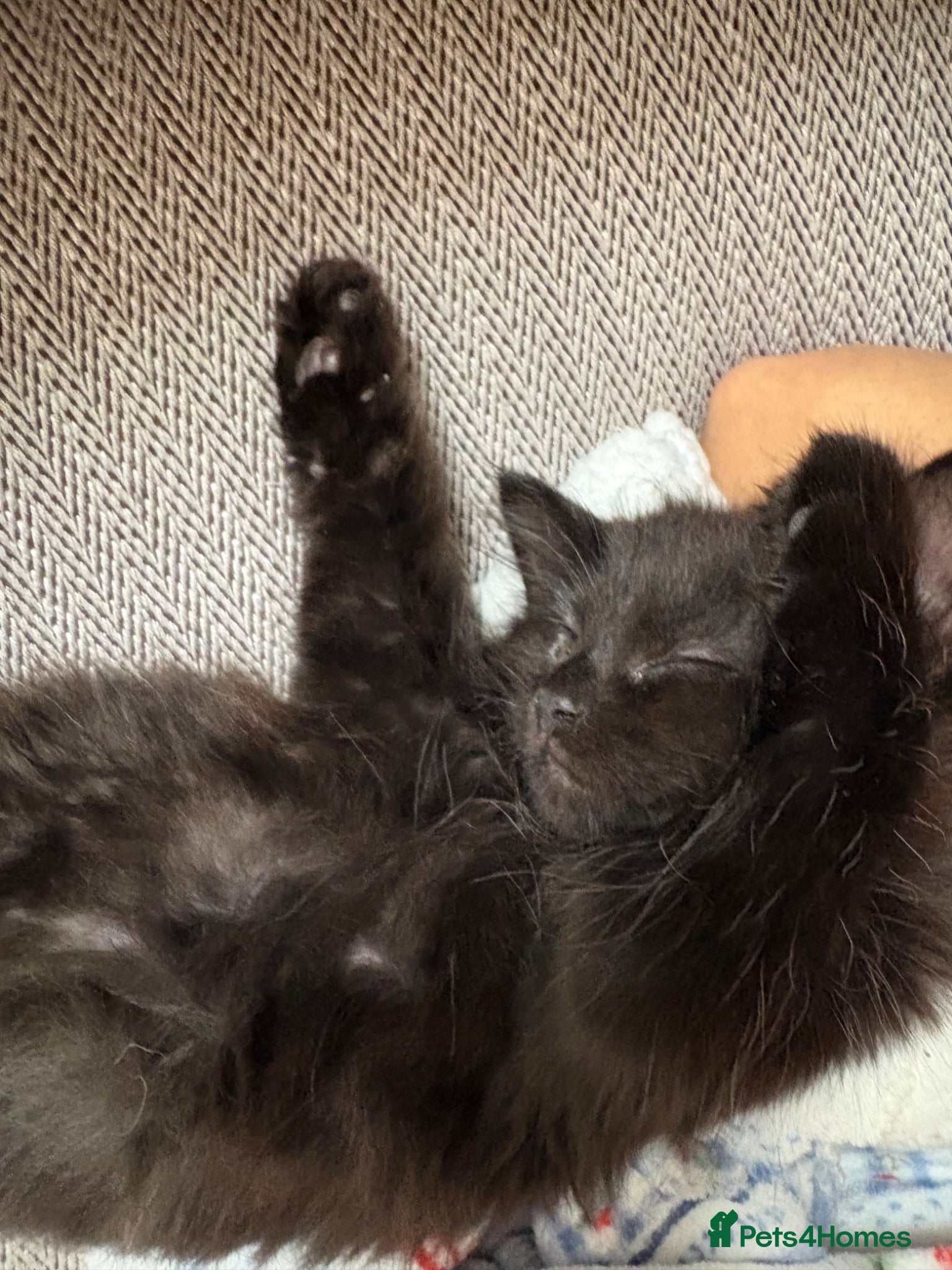 Mixed Breed cats Domestic  - Advert 1