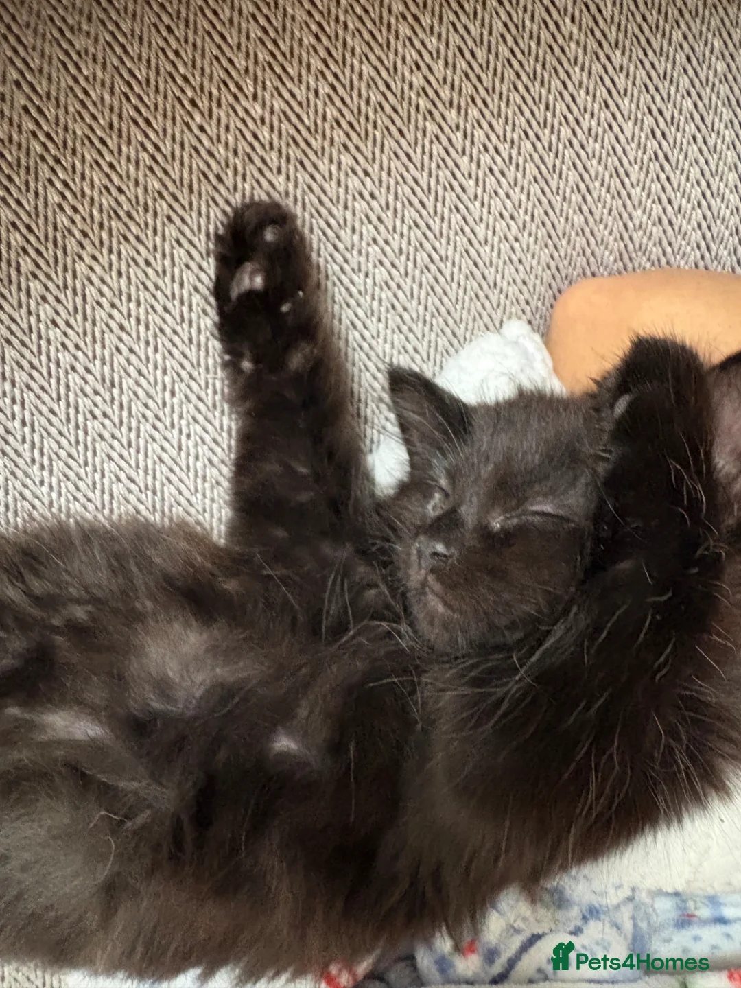 Mixed Breed cats for sale: Domestic  - Advert 1