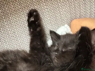 Mixed Breed cats Domestic - Advert 10