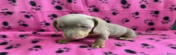 Miniature Dachshund dogs for sale: BEAUTIFUL MINIATURE DACHSHUND PUPPIES FOR SALE in Manchester - Advert 8