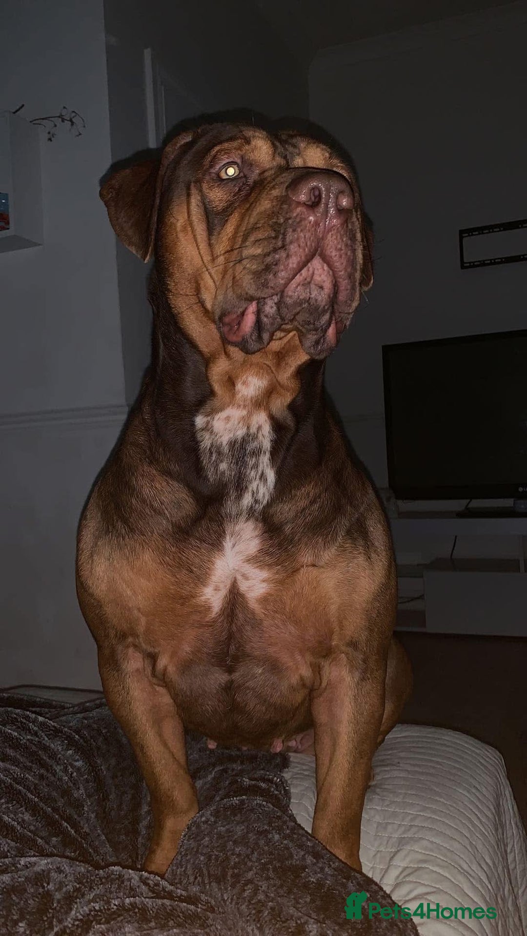 Mixed Breed dogs for sale: A beautiful litter of Rottweiler/staff/mastiffs - Advert 1