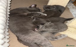 British Shorthair cats for sale: Gorgeous 2 boys  - Image 7