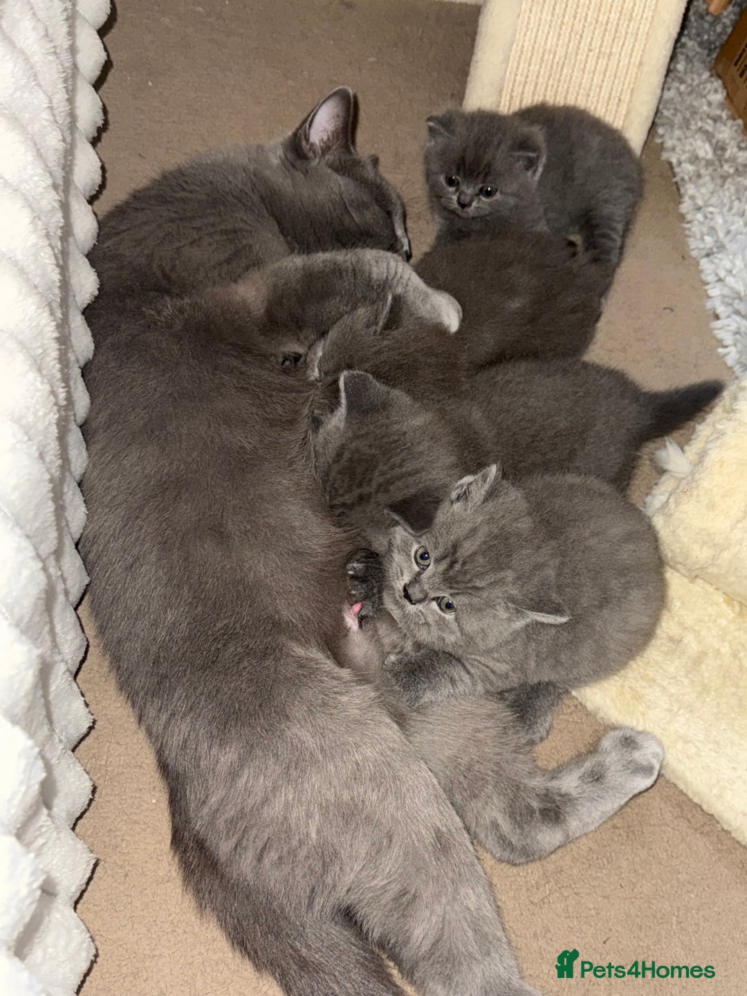 British Shorthair cats for sale: Gorgeous 2 boys  - Image 7