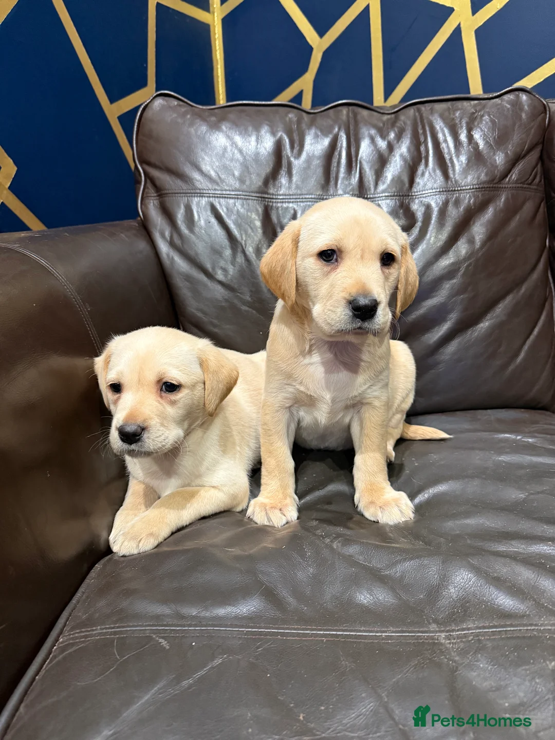 Labrador Retriever dogs for sale: Ftch kc reg labrador puppies  - Advert 2