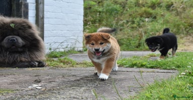 Japanese Shiba Inu dogs in Ammanford - Advert 6