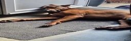 Chinese Red Dog dogs for sale: Ronnie Chinese Red Dog - Advert 1