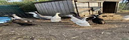 Chickens poultry for sale: Hatching Eggs, Chicks & Ducklings - Many Breeds - Advert 7