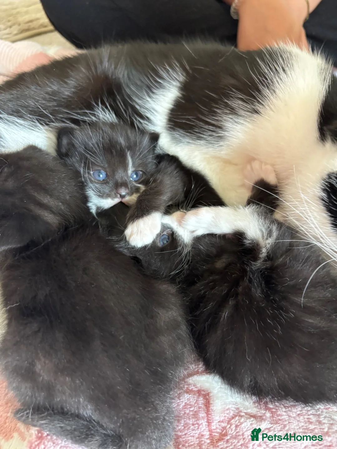 Mixed Breed cats for sale: Baby boy scar  - Advert 6