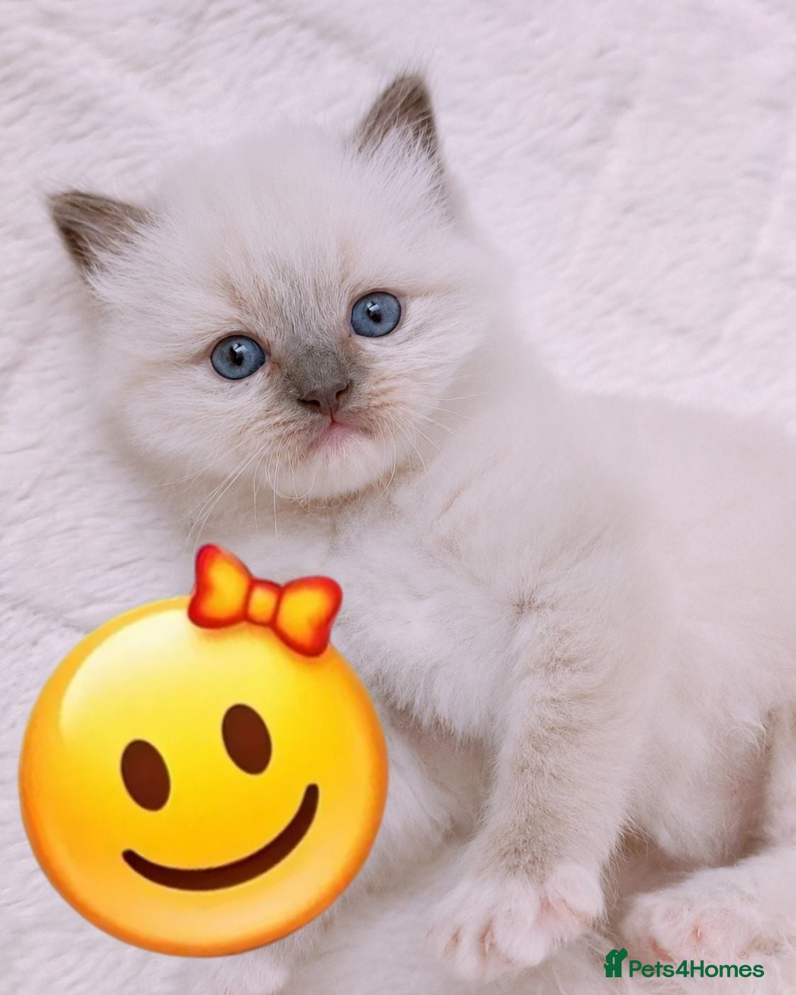 Ragdoll cats Raised with Love, looking for Forever homes - Advert 18
