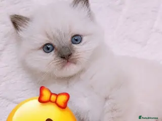 Ragdoll cats Raised with Love, looking for Forever homes - Advert 18