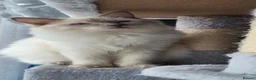 Ragdoll cats for sale: Beautiful Ragdoll cross Norwegian forest kittens  - Advert 3