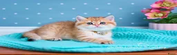 British Shorthair cats for sale: Show Quality British Shorthair Kittens - Advert 7