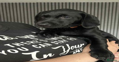 Labrador Retriever dogs in Jedburgh - Advert 2