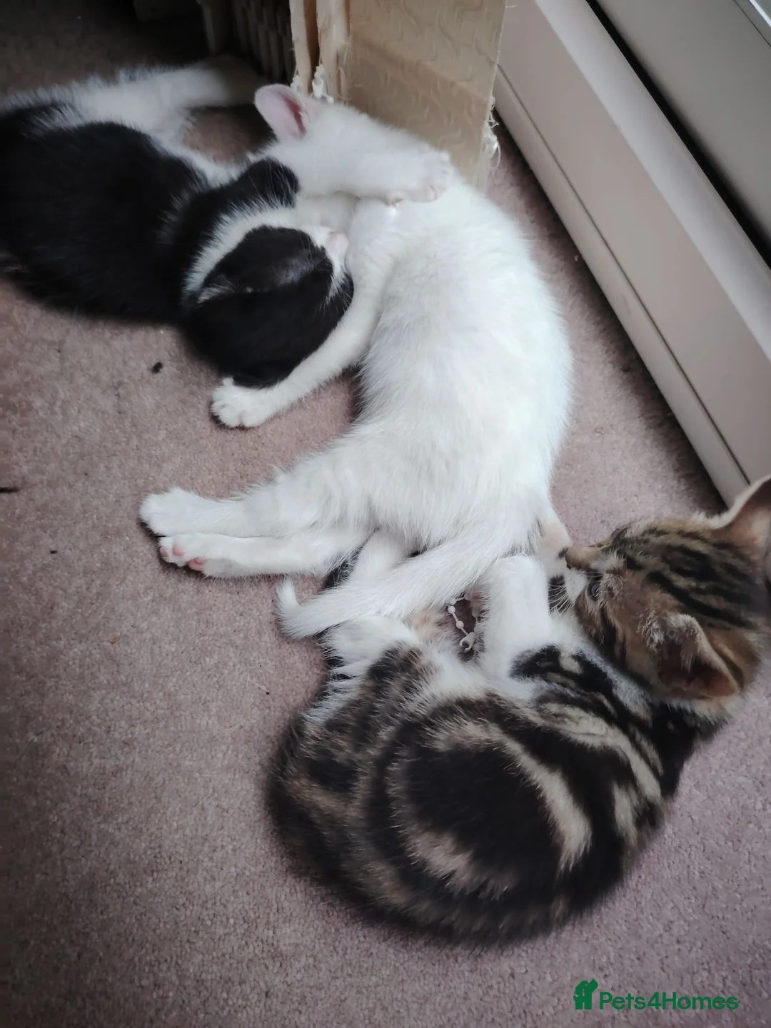 Mixed Breed cats for sale: Beautiful kittens for sale  - Advert 2