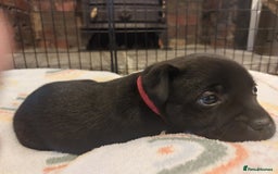 Staffordshire Bull Terrier dogs for sale: *2 left* Stunning Chunky KC Staffy Pups - Image 25