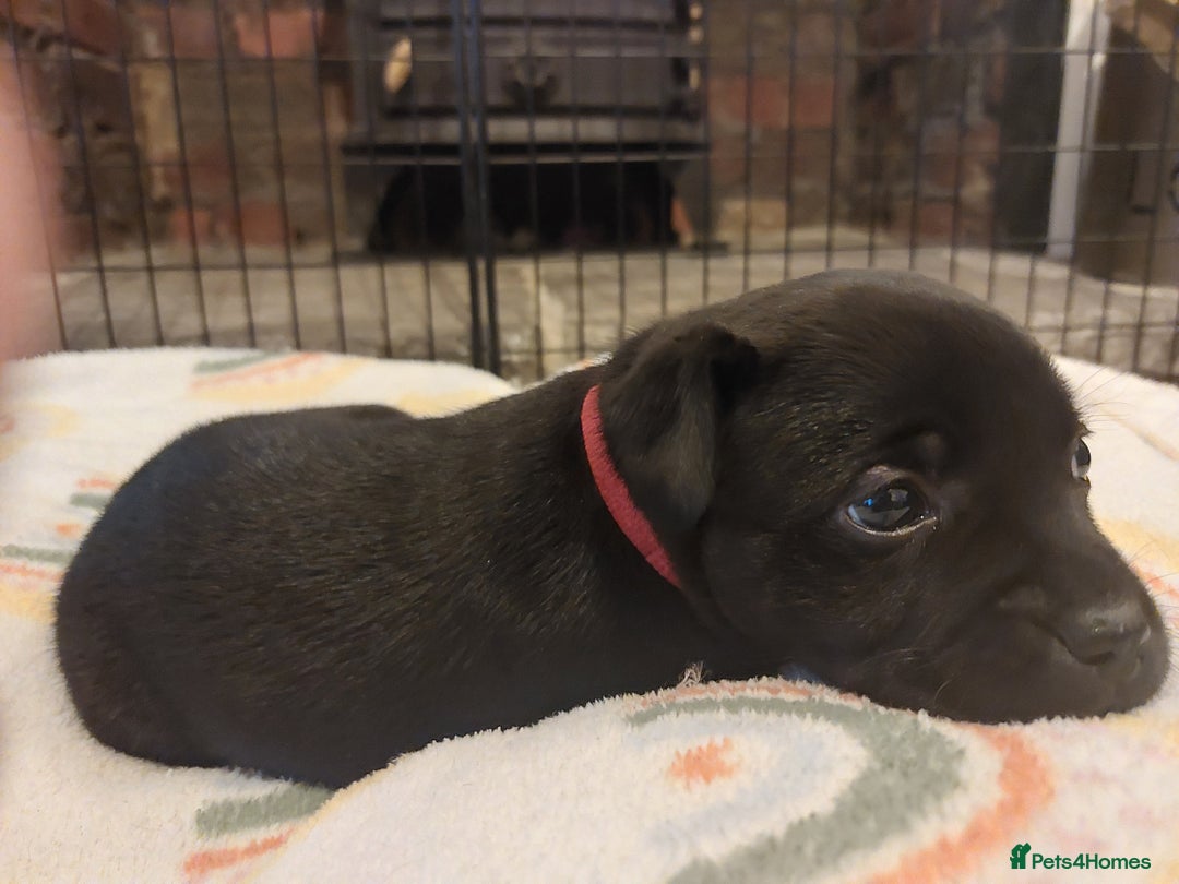 Staffordshire Bull Terrier dogs for sale: *2 left* Stunning Chunky KC Staffy Pups - Image 25