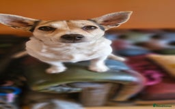 Jack Russell dogs for sale: Gorgeous adult female jack Russell  - Image 4