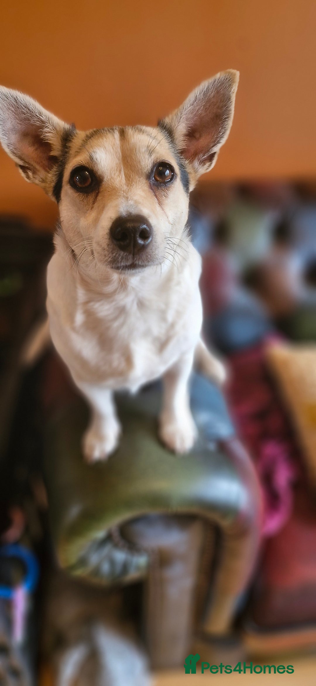 Jack Russell dogs for sale: Gorgeous adult female jack Russell  - Image 4