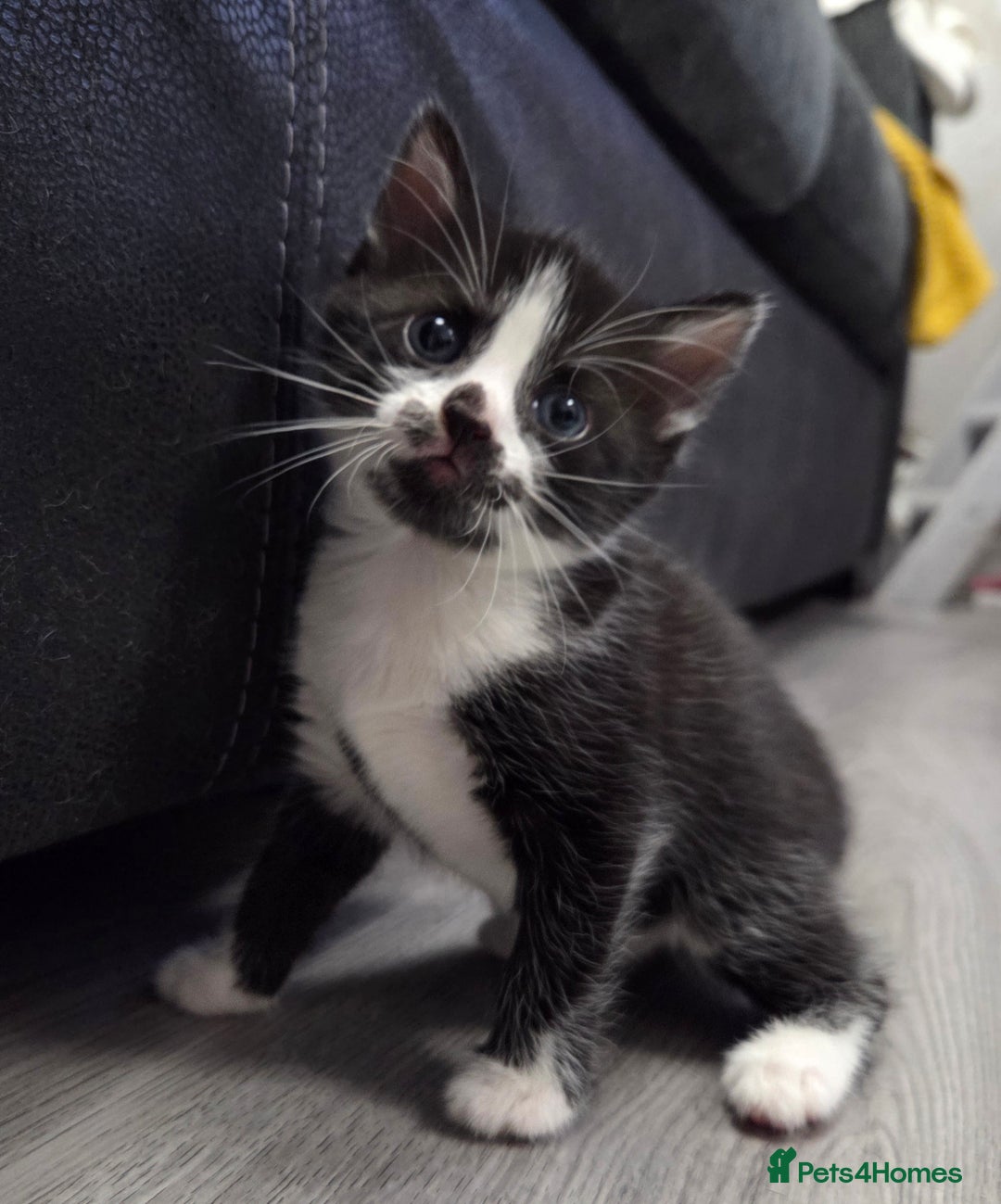 Mixed Breed cats for sale: Mixed breed kittens - Advert 13