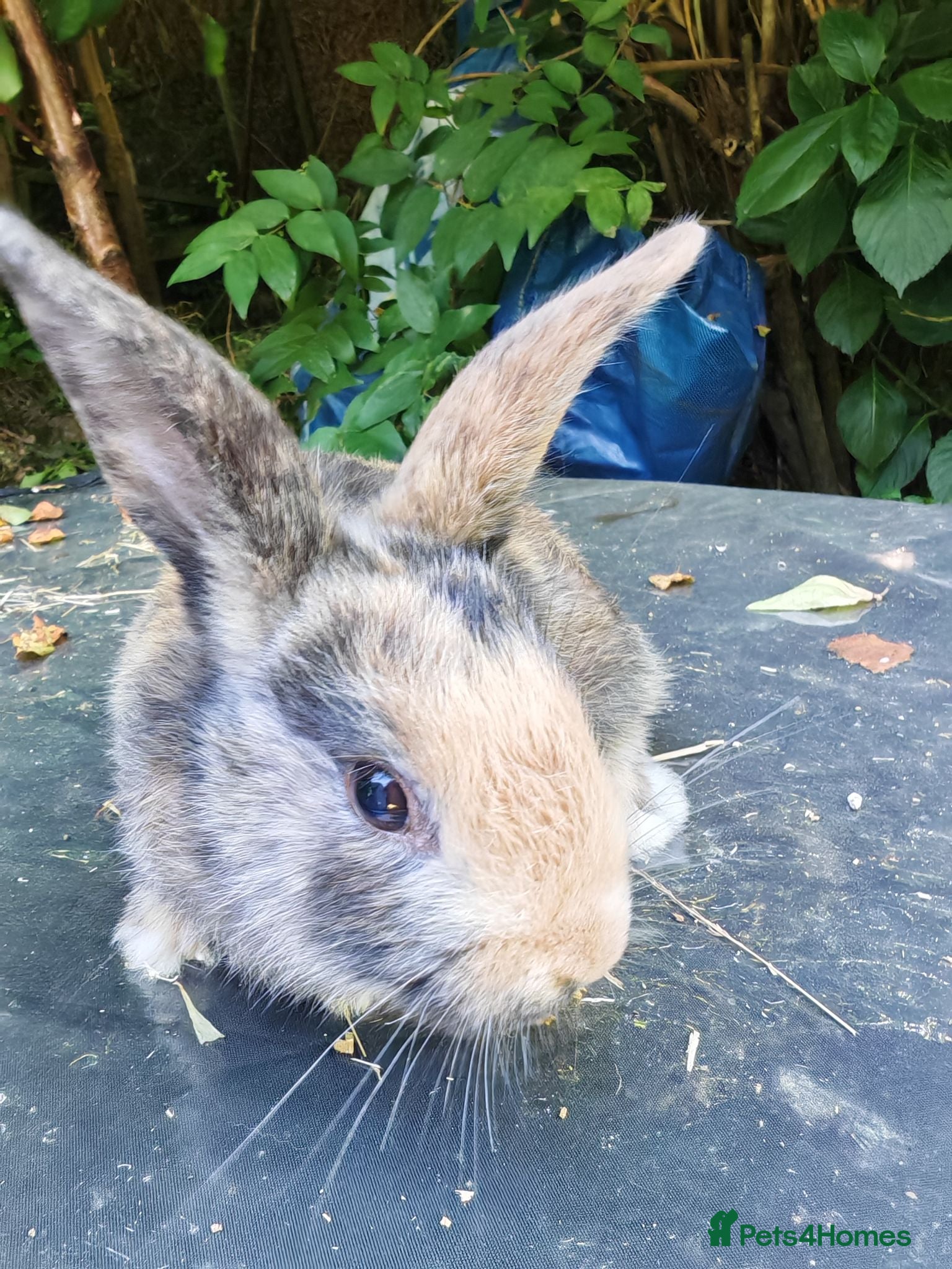Mixed Breed rabbits Mixed breed bunnies variety of colours - Advert 5