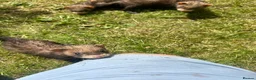 Ferret rodents for sale: baby boy Ferrets - Advert 5