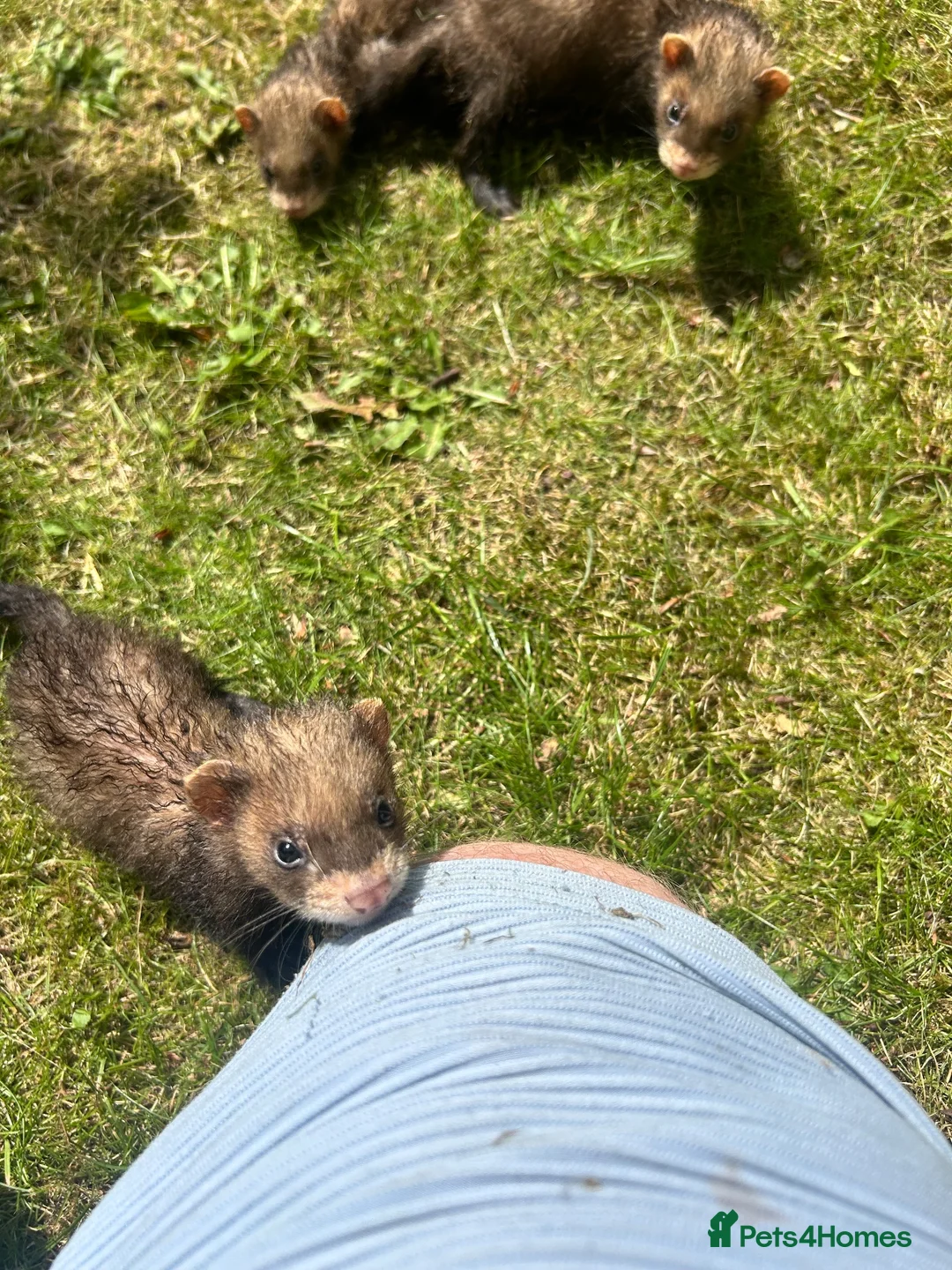 Ferret rodents for sale: baby boy Ferrets - Advert 5
