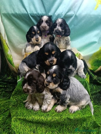 Cocker Spaniel dogs - Advert 4