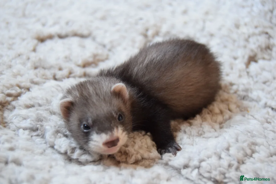 Ferret rodents for sale: Beautiful Kits  in Peterlee - Advert 26