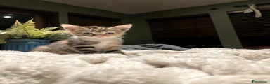 Kitten 5