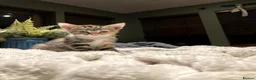 Mixed Breed cats for sale: New batch of Cuties in Basingstoke - Advert 23