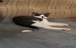 Mixed Breed cats for sale: Male kitten  - Image 3