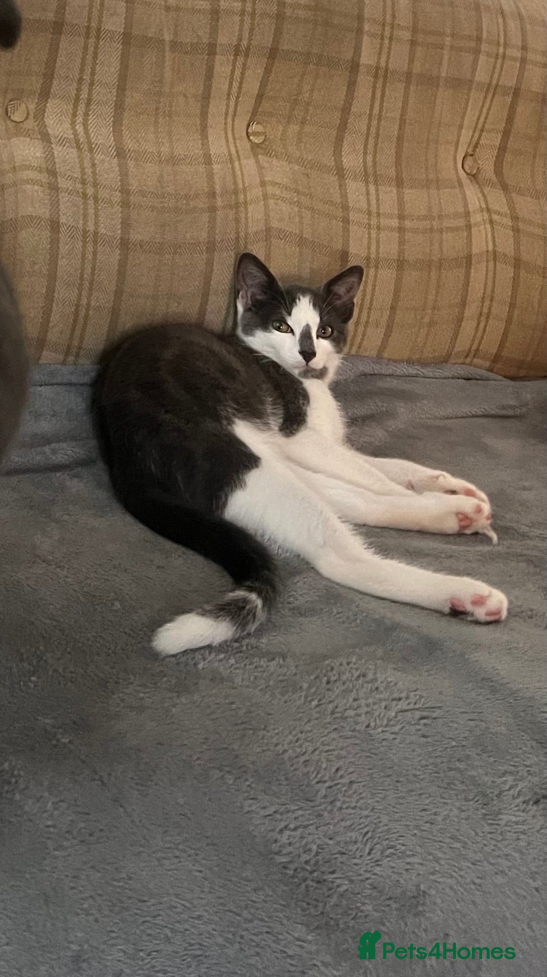 Mixed Breed cats for sale: Male kitten  - Image 3