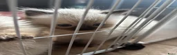 Ragdoll cats for sale: Ragdoll kittens  - Advert 24