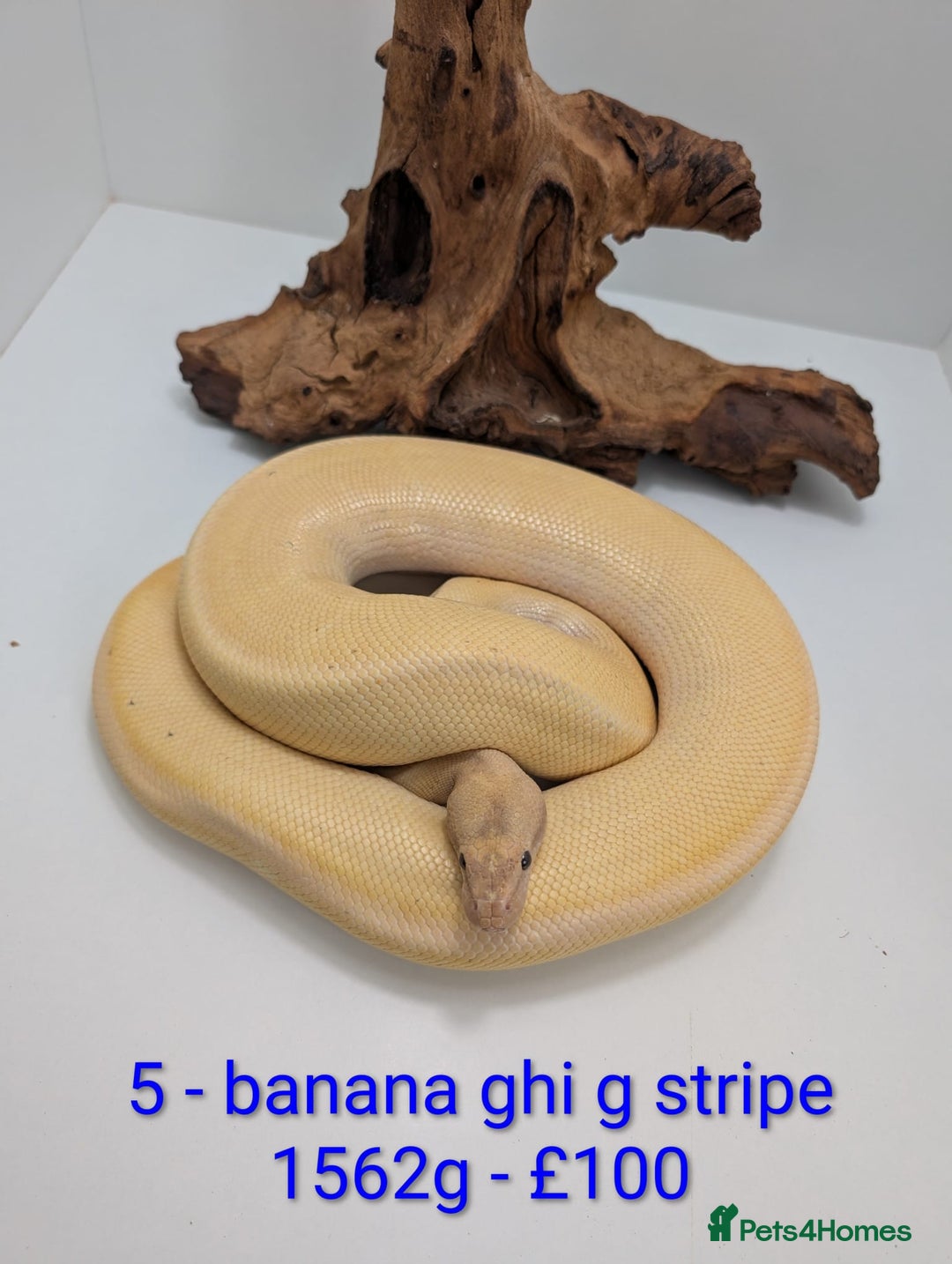 Python Snake reptiles for sale: Mixed morph ball pythons - Advert 5