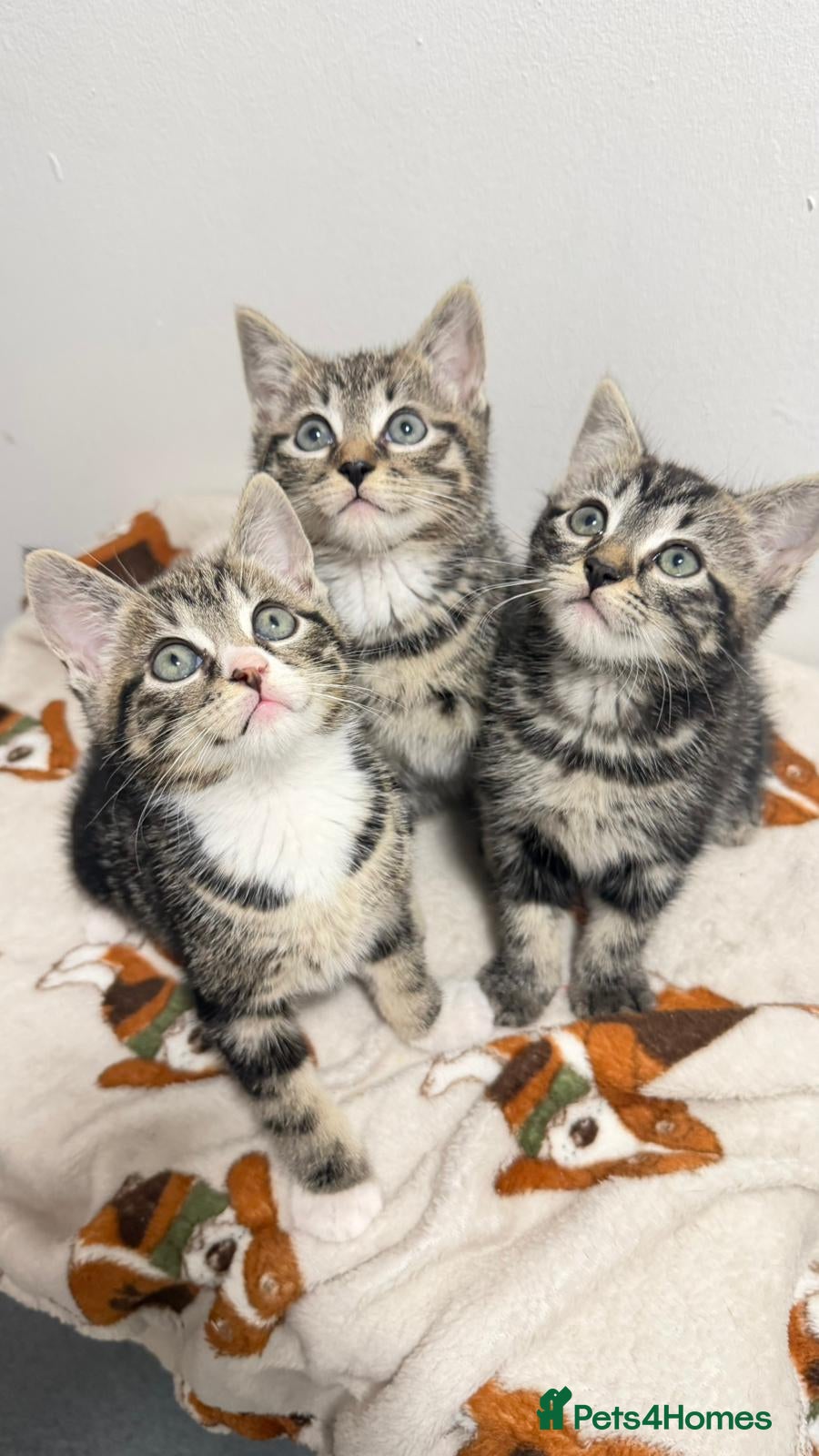 Mixed Breed cats British shorthaired x ragdoll  - Advert 2