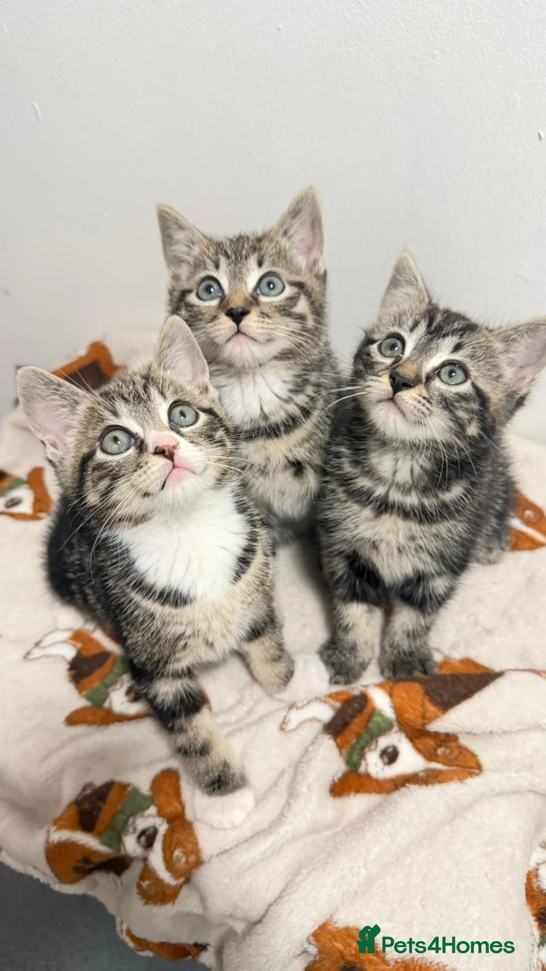 Mixed Breed cats for sale: British shorthaired x ragdoll  - Advert 1