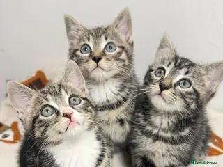 Mixed Breed cats British shorthaired x ragdoll - Advert 2