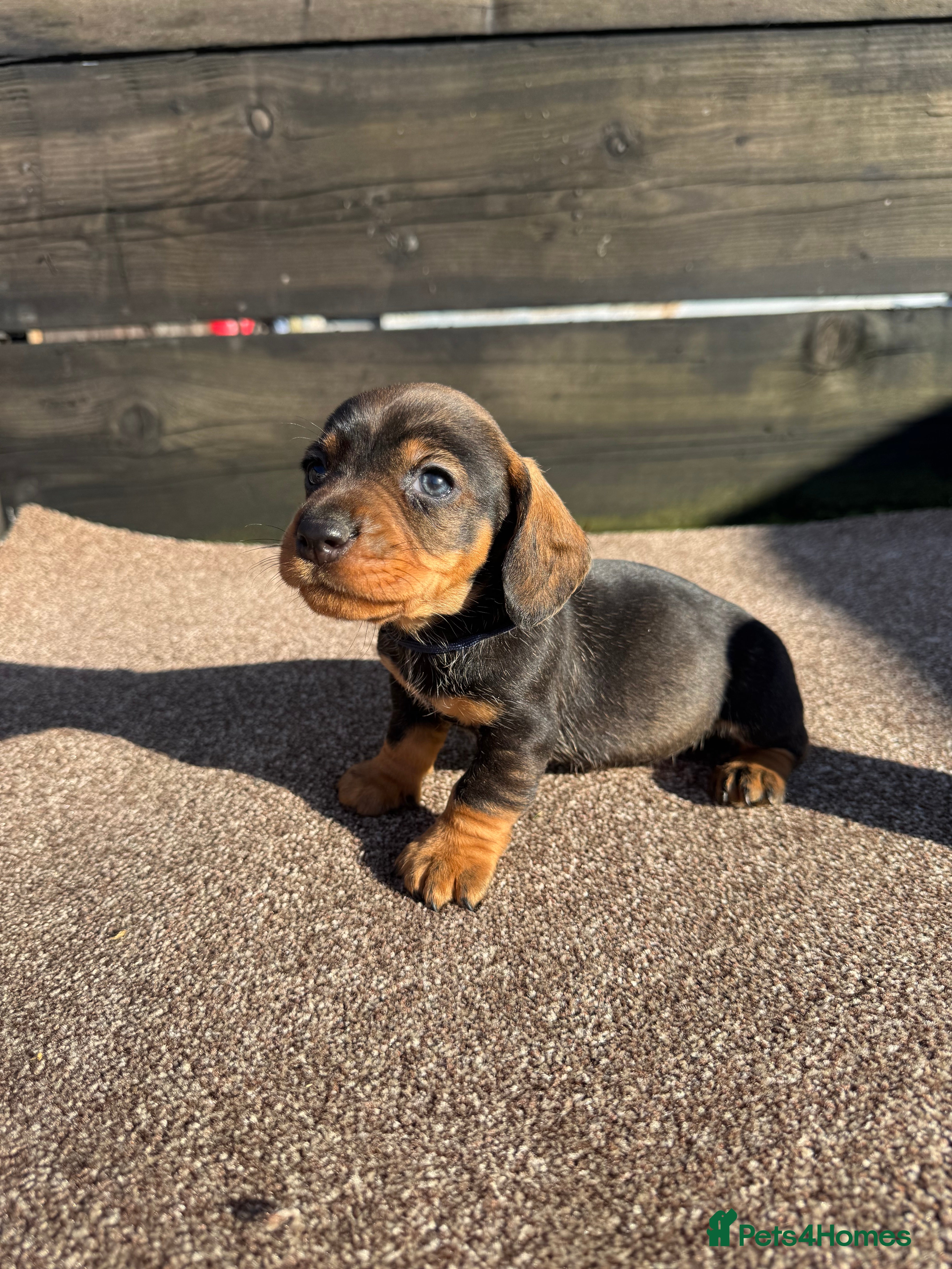 Dachshund dogs Teckel pups  - Advert 2