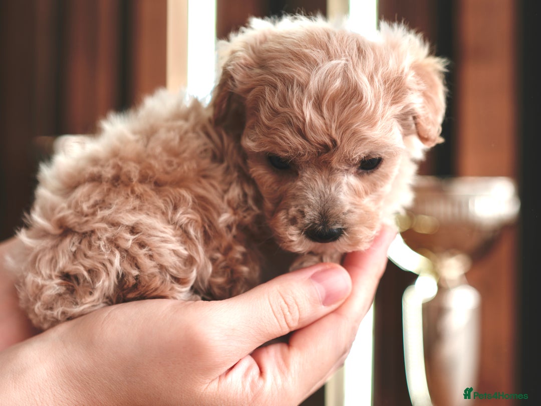 Maltipoo dogs for sale: Maltipoo mini boys and girls - Image 11