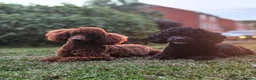 Toy Poodle dogs for sale: RED Toy poodles in Havant - Advert 9