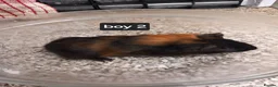 Guinea Pig rodents for sale: Baby boy guinea pigs ready now  - Advert 3
