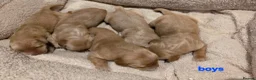 Golden Retriever dogs for sale: Golden retriever champion bloodline puppies. - Advert 38